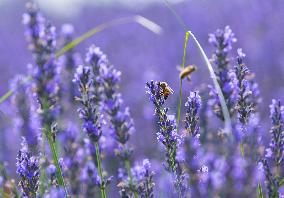 CANADA-MILTON-LAVENDER FIELD-SCENERY