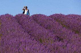 CANADA-MILTON-LAVENDER FIELD-SCENERY