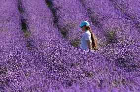 CANADA-MILTON-LAVENDER FIELD-SCENERY