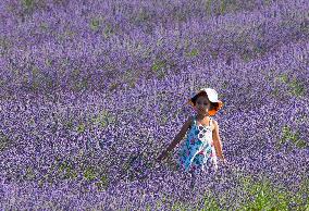 CANADA-MILTON-LAVENDER FIELD-SCENERY