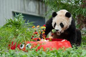 Giant Pandas Enjoy A Birthday Treat - China