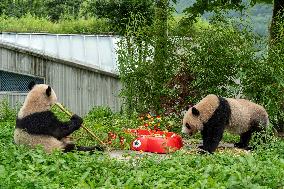 Giant Pandas Enjoy A Birthday Treat - China