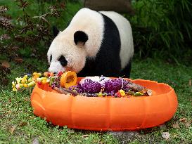 Giant Pandas Enjoy A Birthday Treat - China