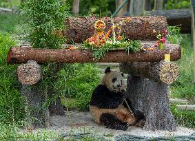 Giant Pandas Enjoy A Birthday Treat - China