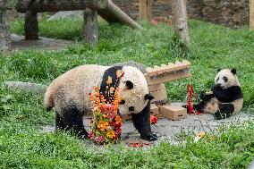 Giant Pandas Enjoy A Birthday Treat - China