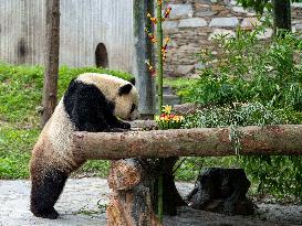 Giant Pandas Enjoy A Birthday Treat - China