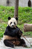 Giant Pandas Enjoy A Birthday Treat - China