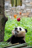 Giant Pandas Enjoy A Birthday Treat - China