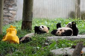 Giant Pandas Enjoy A Birthday Treat - China