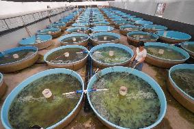 CHINA-CHONGQING-COLD-WATER FISH-BREEDING (CN)