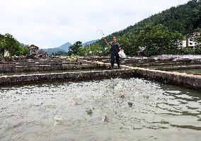 CHINA-CHONGQING-COLD-WATER FISH-BREEDING (CN)