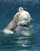 Polar bear at Osaka zoo cools off with ice