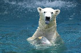 Polar bear at Osaka zoo cools off with ice