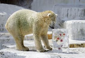 Polar bear at Osaka zoo cools off with ice