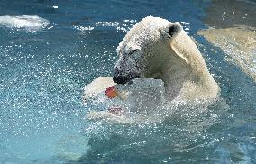 Polar bear at Osaka zoo cools off with ice