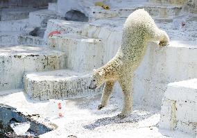 Polar bear at Osaka zoo cools off with ice