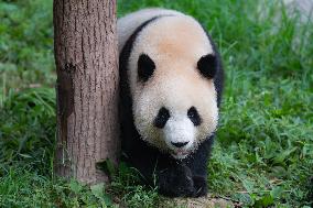 Giant Panda Cools Off in Chongqing Zoo