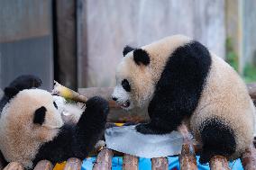 Giant Panda Cools Off in Chongqing Zoo