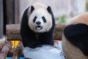 Giant Panda Cools Off in Chongqing Zoo