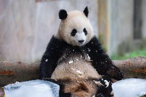 Giant Panda Cools Off in Chongqing Zoo