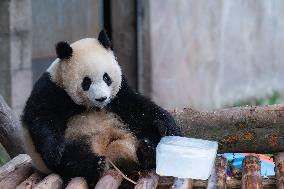 Giant Panda Cools Off in Chongqing Zoo