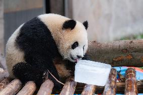 Giant Panda Cools Off in Chongqing Zoo