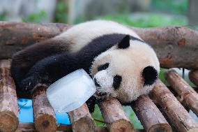 Giant Panda Cools Off in Chongqing Zoo