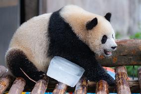 Giant Panda Cools Off in Chongqing Zoo