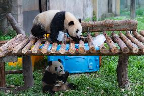 Giant Panda Cools Off in Chongqing Zoo