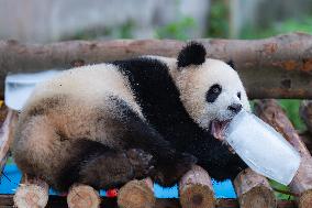 Giant Panda Cools Off in Chongqing Zoo