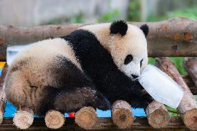 Giant Panda Cools Off in Chongqing Zoo