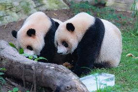 Giant Panda Cools Off in Chongqing Zoo