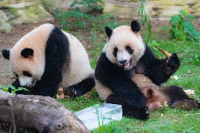 Giant Panda Cools Off in Chongqing Zoo