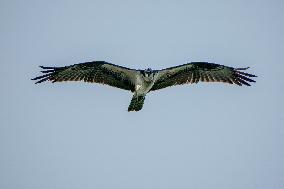 Osprey Hunting On The Great Miami River