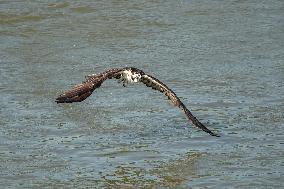 Osprey Hunting On The Great Miami River