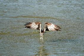 Osprey Hunting On The Great Miami River