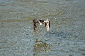 Osprey Hunting On The Great Miami River