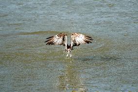 Osprey Hunting On The Great Miami River