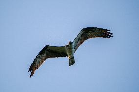 Osprey Hunting On The Great Miami River