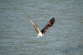 Osprey Hunting On The Great Miami River