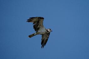 Osprey Hunting On The Great Miami River