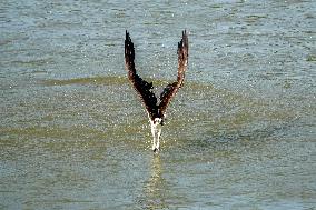 Osprey Hunting On The Great Miami River