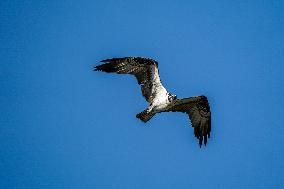 Osprey Hunting On The Great Miami River