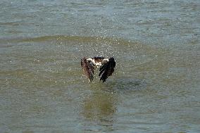 Osprey Hunting On The Great Miami River