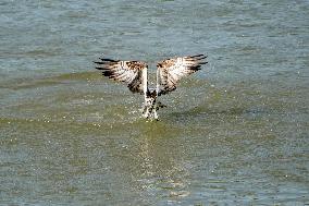 Osprey Hunting On The Great Miami River