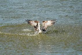 Osprey Hunting On The Great Miami River