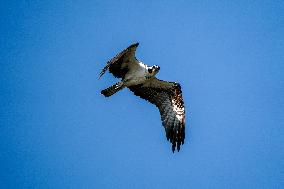 Osprey Hunting On The Great Miami River