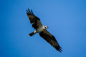 Osprey Hunting On The Great Miami River