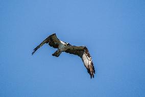 Osprey Hunting On The Great Miami River