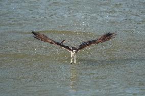 Osprey Hunting On The Great Miami River